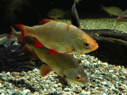 Fishes at the Aquarium of the Antwerp Zoo