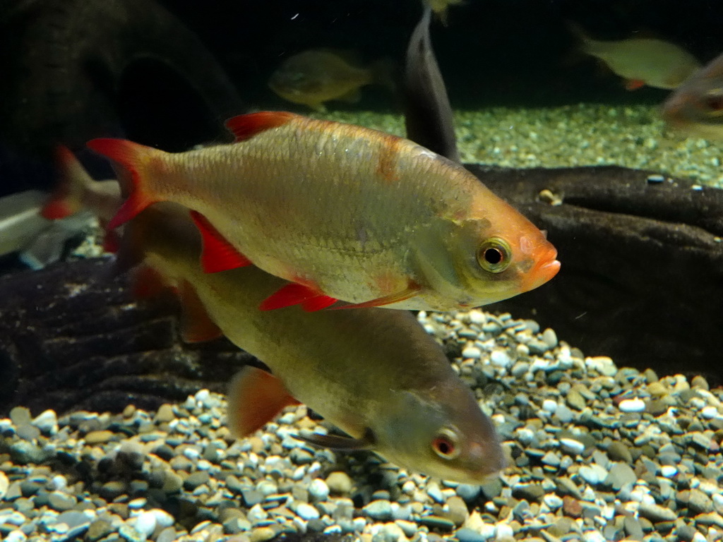 Fishes at the Aquarium of the Antwerp Zoo