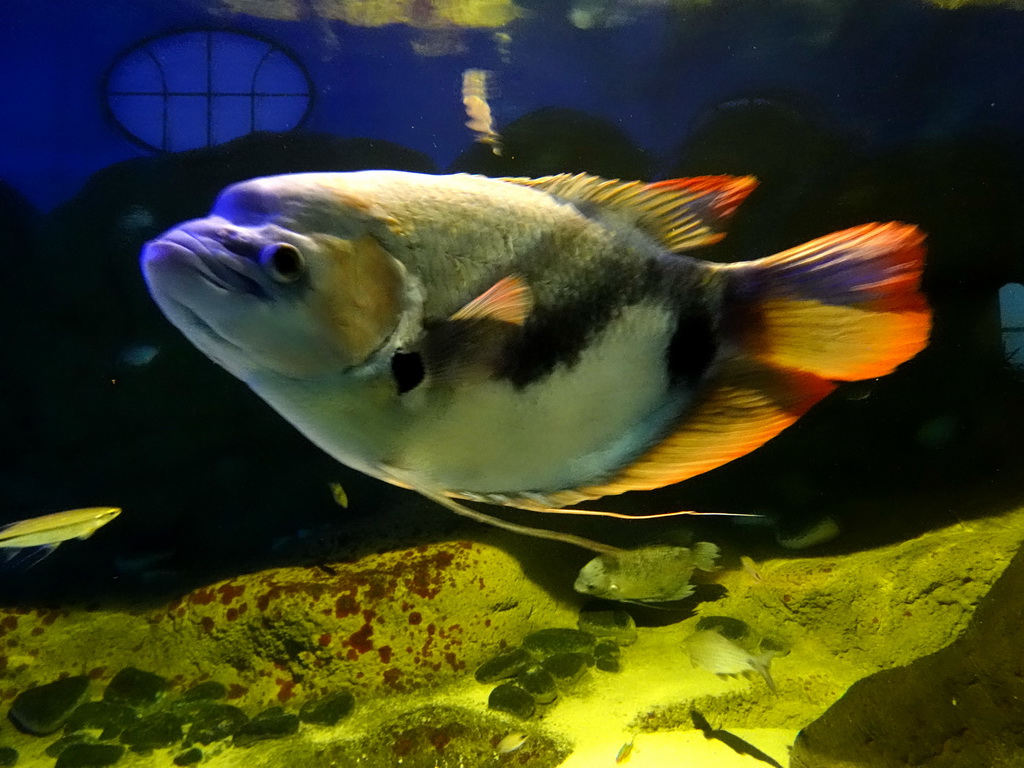 Fishes at the Aquarium of the Antwerp Zoo