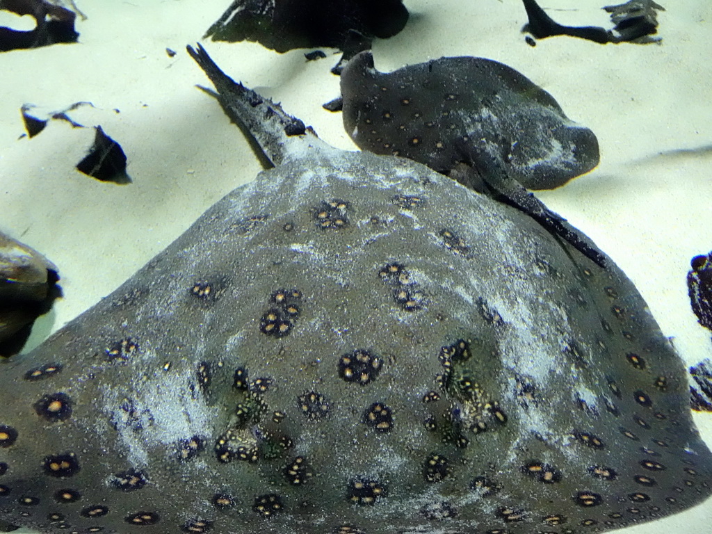 Stingrays at the Aquarium of the Antwerp Zoo