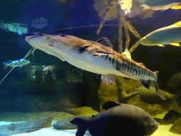 Fishes at the Aquarium of the Antwerp Zoo