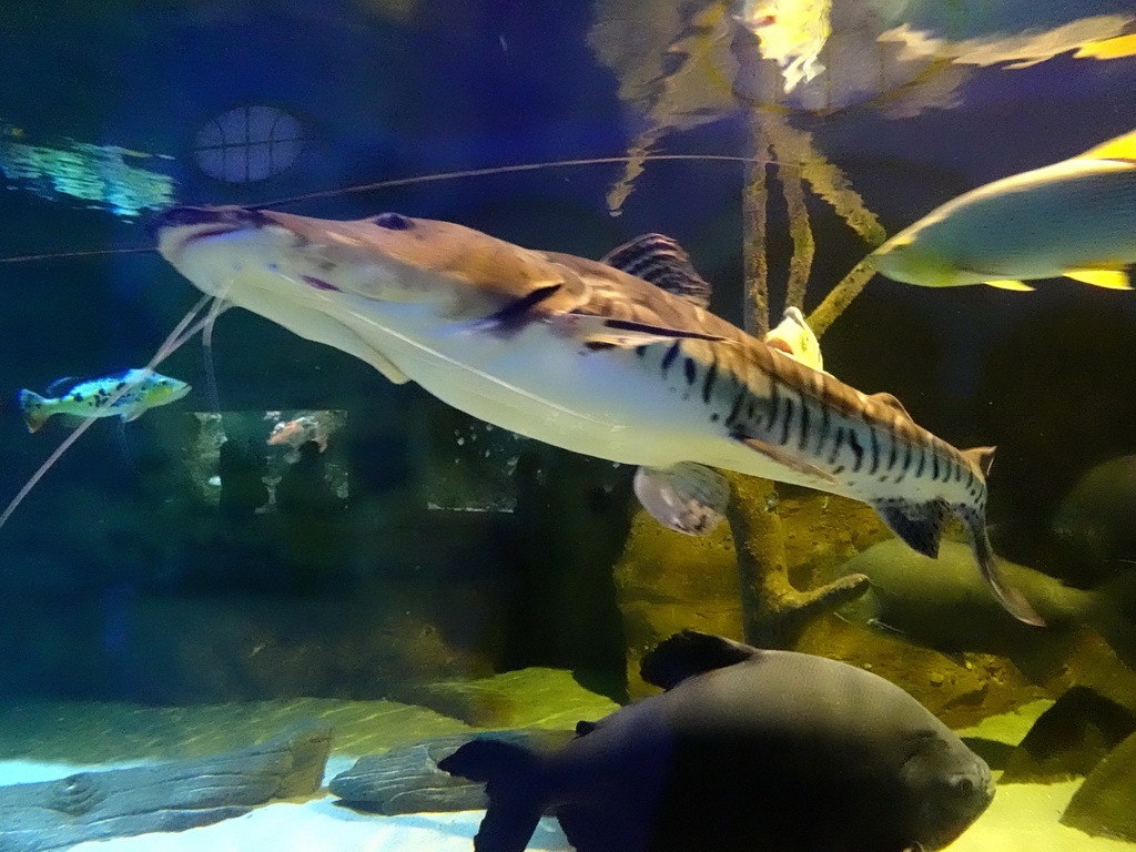 Fishes at the Aquarium of the Antwerp Zoo