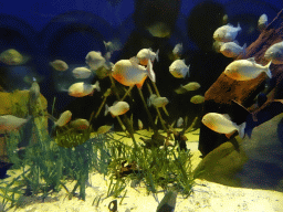 Red Piranhas at the Aquarium of the Antwerp Zoo