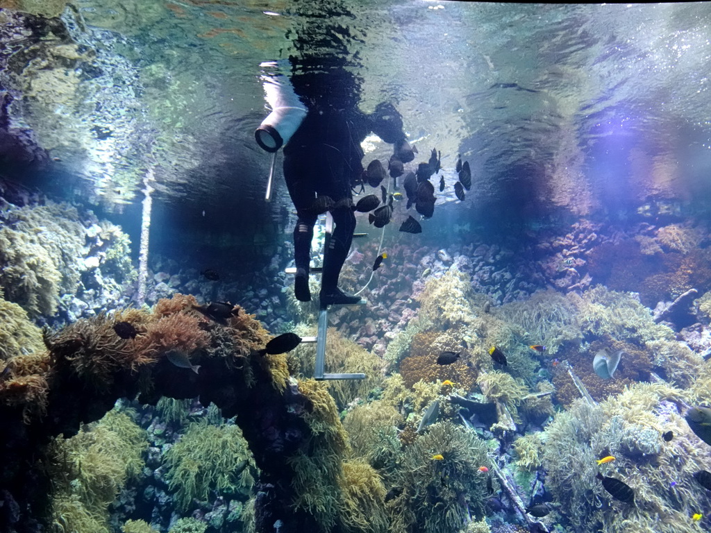 Diver, fishes and coral at the Reef Aquarium at the Aquarium of the Antwerp Zoo