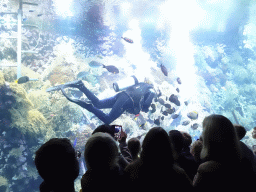 Diver, fishes and coral at the Reef Aquarium at the Aquarium of the Antwerp Zoo