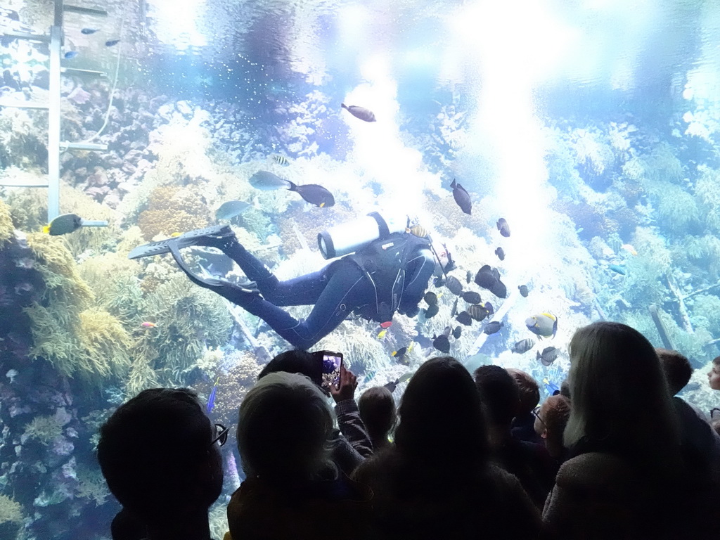 Diver, fishes and coral at the Reef Aquarium at the Aquarium of the Antwerp Zoo