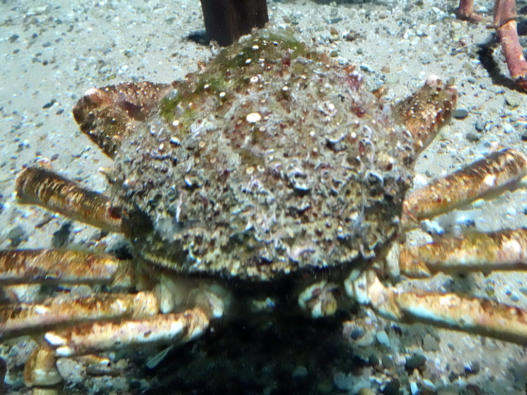 Crab at the Aquarium of the Antwerp Zoo