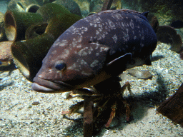 Fish and crab at the Aquarium of the Antwerp Zoo