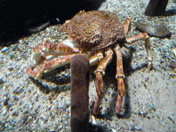 Crab at the Aquarium of the Antwerp Zoo