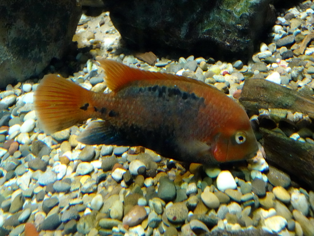 Redhead Cichlid at the Aquarium of the Antwerp Zoo