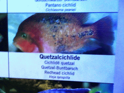 Explanation on the Redhead Cichlid at the Aquarium of the Antwerp Zoo