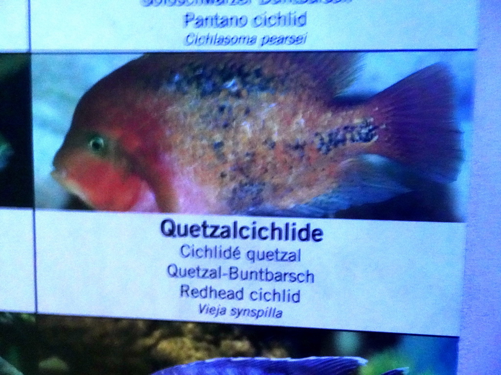 Explanation on the Redhead Cichlid at the Aquarium of the Antwerp Zoo