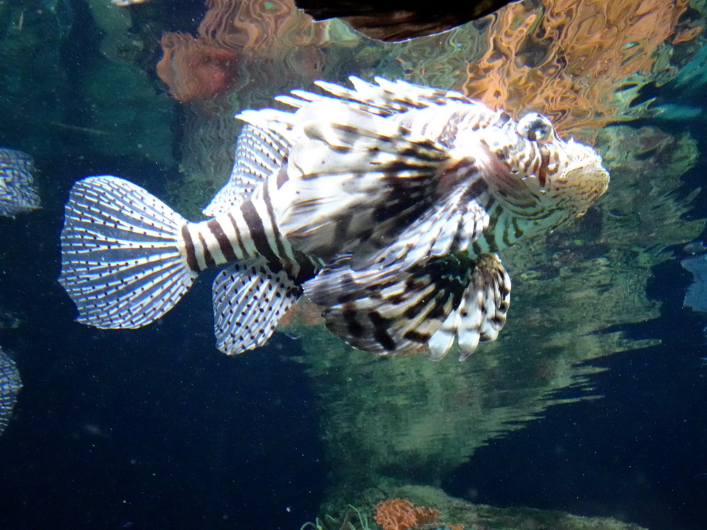 Lionfish at the Aquarium of the Antwerp Zoo