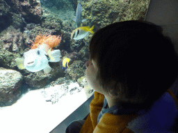 Max with a Pufferfish and other fishes at the Aquarium of the Antwerp Zoo