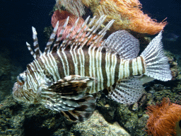 Lionfish at the Aquarium of the Antwerp Zoo