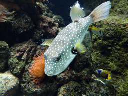 Pufferfish and other fishes at the Aquarium of the Antwerp Zoo