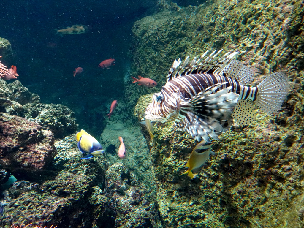Lionfish and other fishes at the Aquarium of the Antwerp Zoo