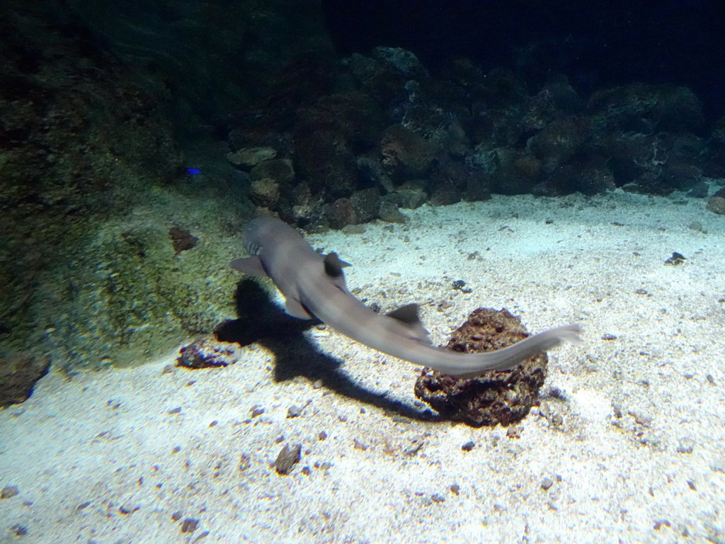 Shark at the Aquarium of the Antwerp Zoo