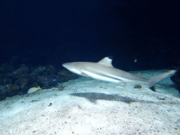 Shark at the Aquarium of the Antwerp Zoo