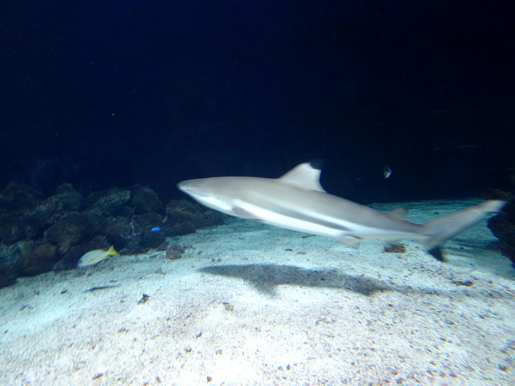 Shark at the Aquarium of the Antwerp Zoo