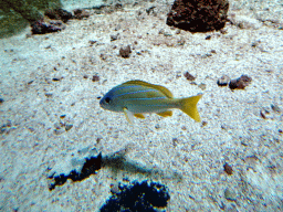 Fish at the Aquarium of the Antwerp Zoo