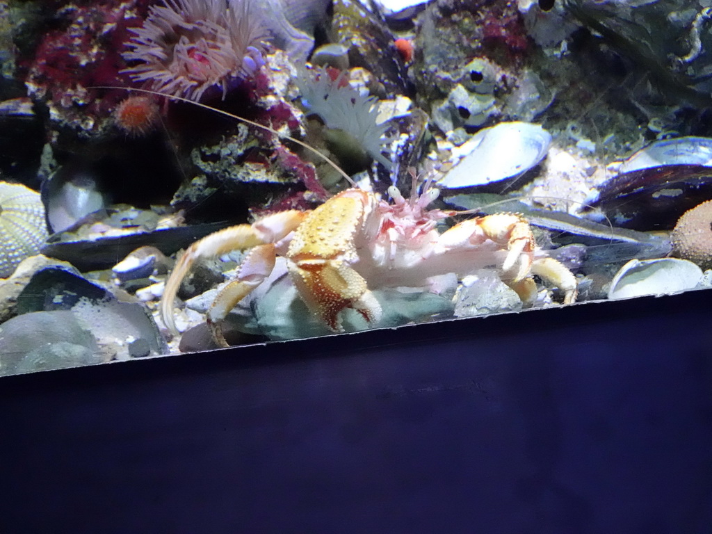 Hermit Crab at the Aquarium of the Antwerp Zoo