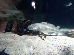 Fishes at the Aquarium of the Antwerp Zoo