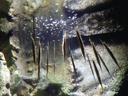 Razorfishes at the Aquarium of the Antwerp Zoo