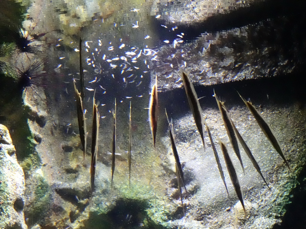 Razorfishes at the Aquarium of the Antwerp Zoo