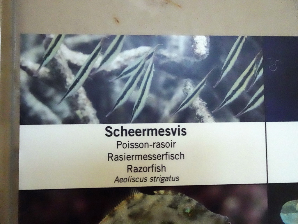 Explanation on the Razorfish at the Aquarium of the Antwerp Zoo