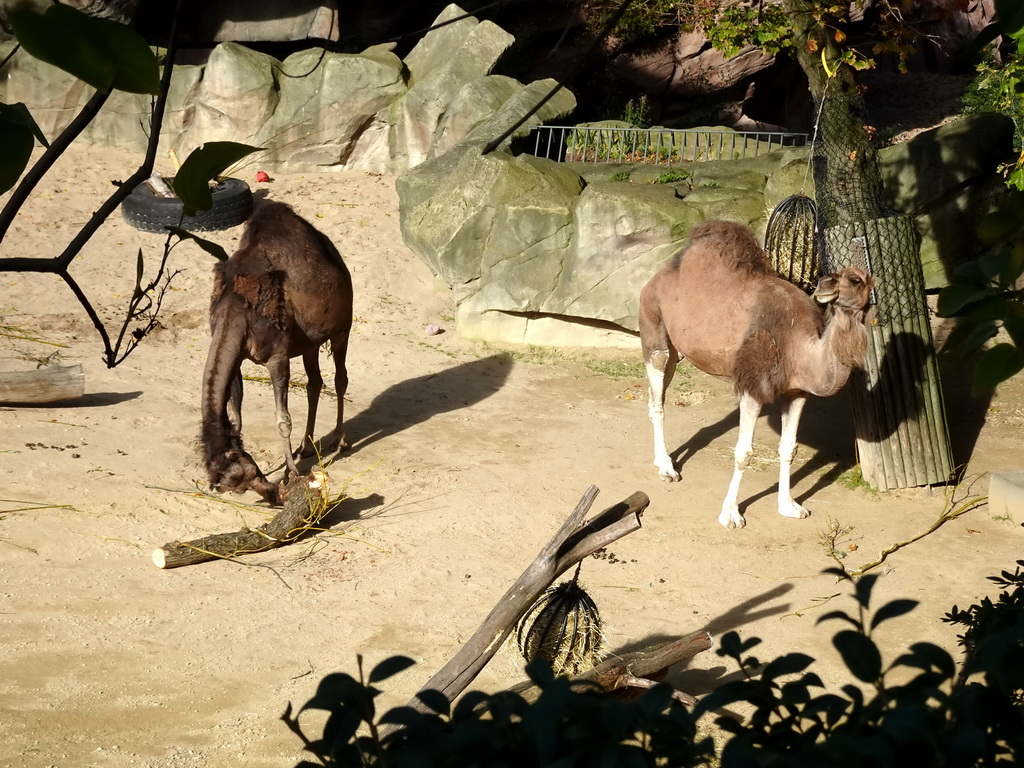 Dromedaries at the Antwerp Zoo