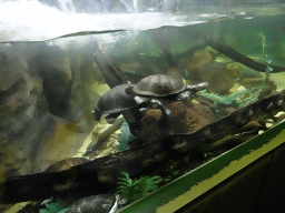 Turtles at the Reptile House at the Antwerp Zoo
