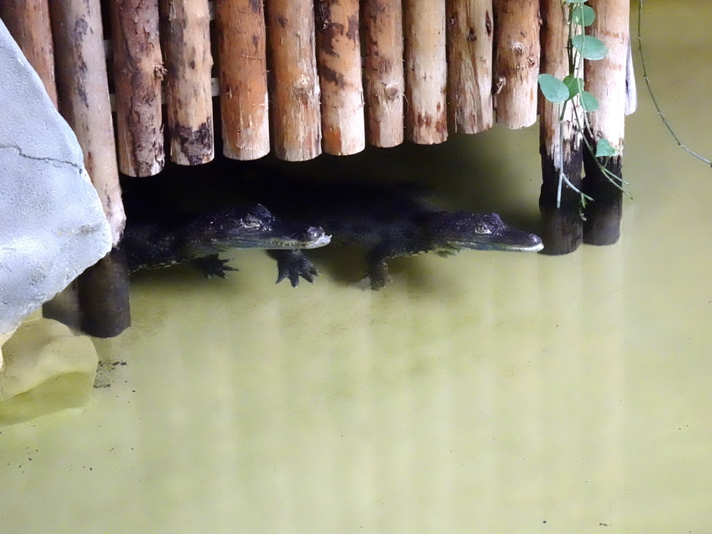 Spectacled Caimans at the Reptile House at the Antwerp Zoo