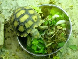 African Spurred Tortoise at the Reptile House at the Antwerp Zoo