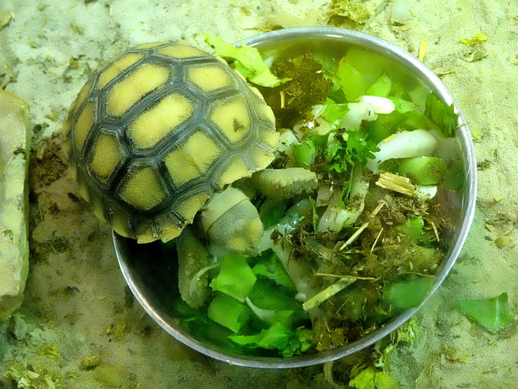 African Spurred Tortoise at the Reptile House at the Antwerp Zoo