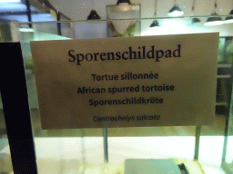 Explanation on the African Spurred Tortoise at the Reptile House at the Antwerp Zoo