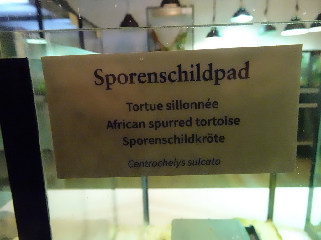 Explanation on the African Spurred Tortoise at the Reptile House at the Antwerp Zoo