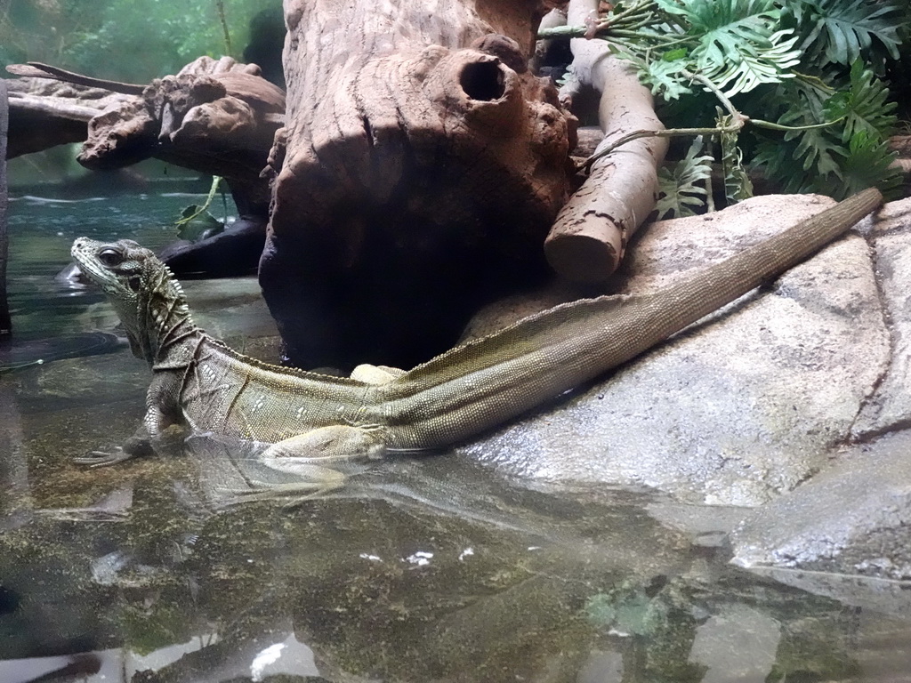 Lizard at the Reptile House at the Antwerp Zoo