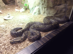 African Rock Python at the Reptile House at the Antwerp Zoo