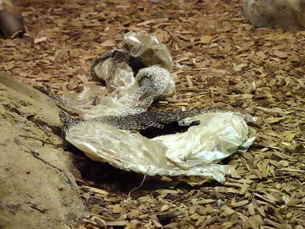 Snake skin at the Reptile House at the Antwerp Zoo