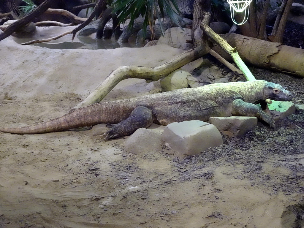 Komodo Dragon at the Reptile House at the Antwerp Zoo