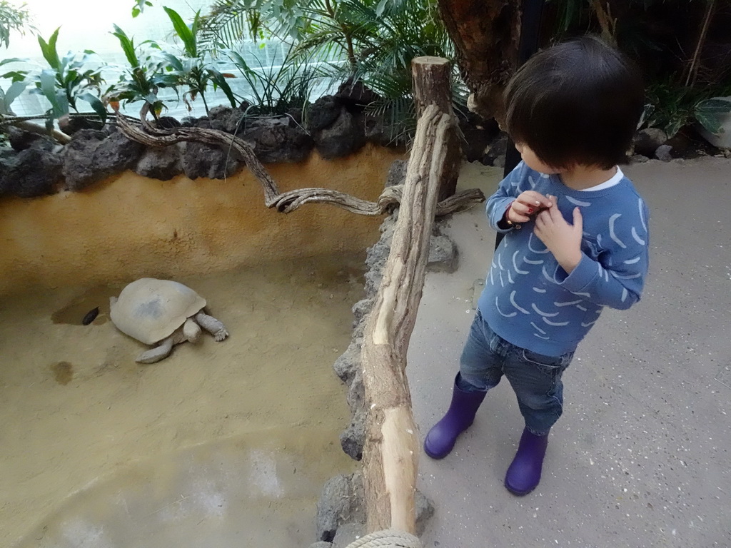 Max with a Tortoise at the Reptile House at the Antwerp Zoo