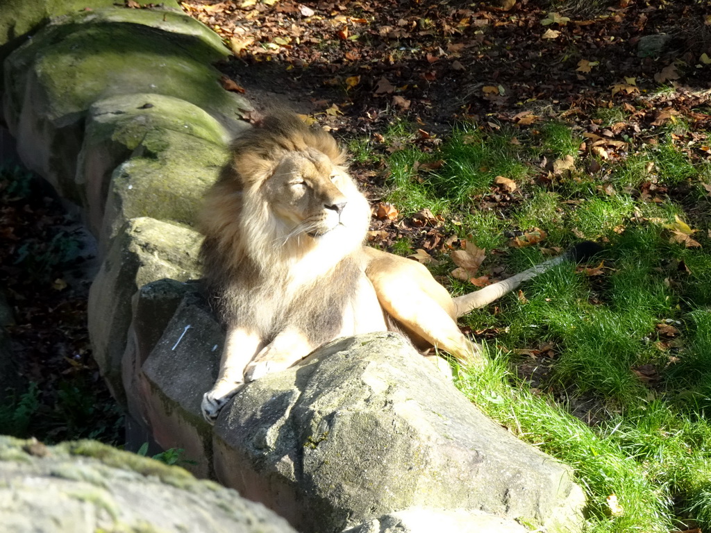 African Lion at the Antwerp Zoo