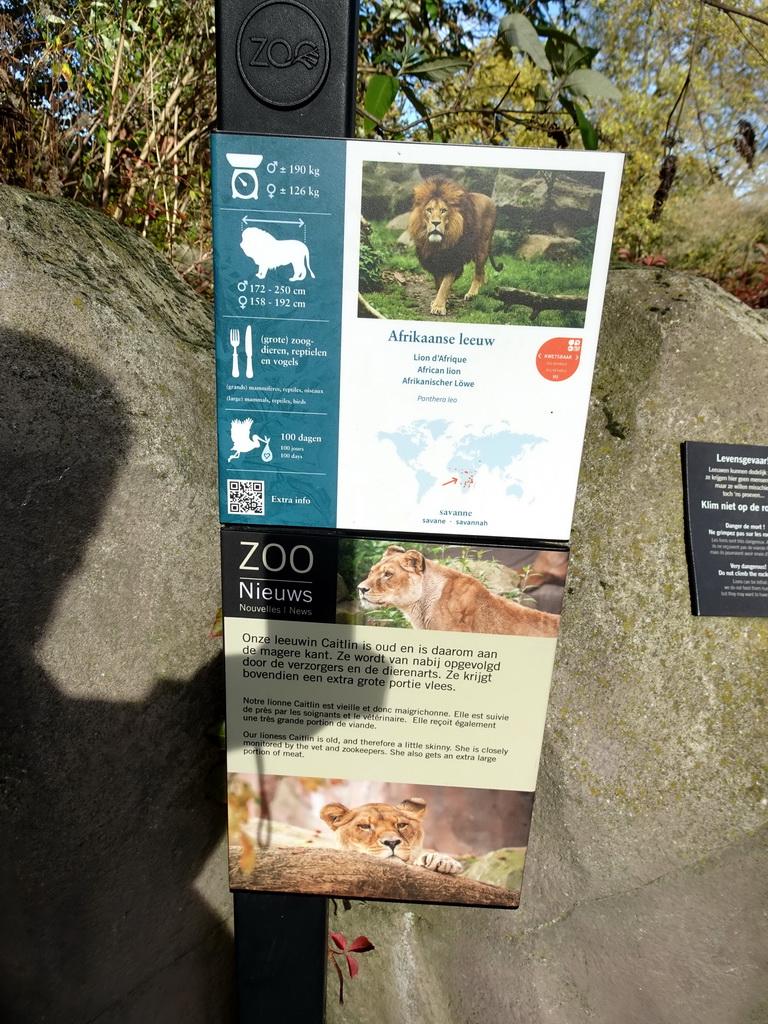 Explanation on the African Lion at the Antwerp Zoo
