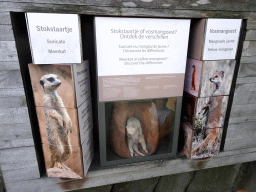 Information on the differences between the Meerkat and the Yellow Mongoose at the Antwerp Zoo