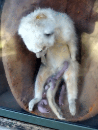 antwerp_10_134 - 298 kb - 768x1024 - Statue of a Meerkat giving birth at the Antwerp Zoo Statue of a Meerkat giving birth at the Antwerp Zoo