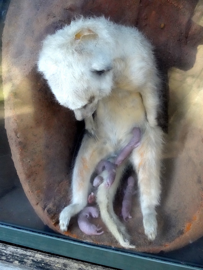 Statue of a Meerkat giving birth at the Antwerp Zoo
