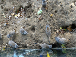 Meerkats at the Antwerp Zoo