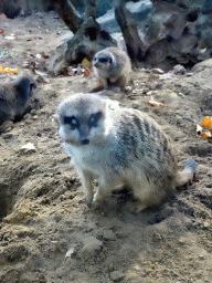 Meerkats at the Antwerp Zoo