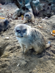 antwerp_10_136 - 403 kb - 768x1024 - Meerkats at the Antwerp Zoo Meerkats at the Antwerp Zoo